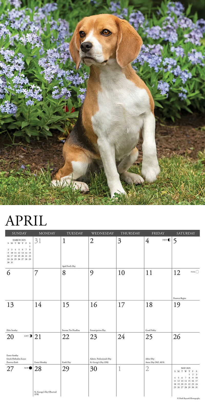 Beagles 2025 Wall Calendar