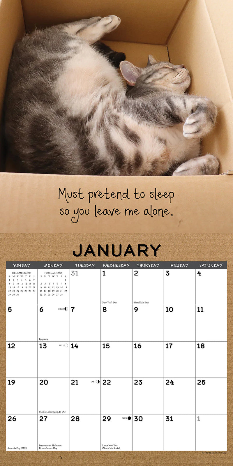 Cat in a Box 2025 Wall Calendar