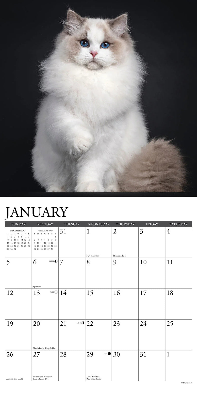 Cats 2025 Wall Calendar