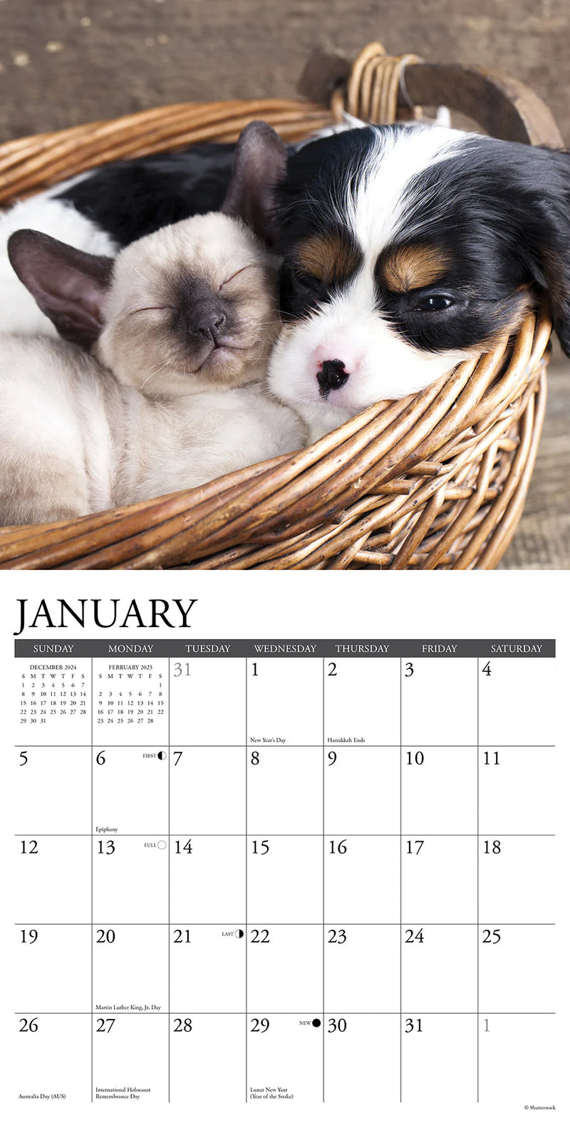 Cats & Dogs 2025 Wall Calendar