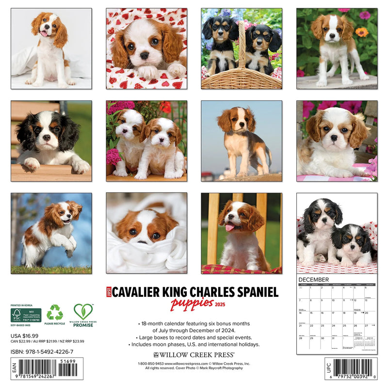 Cavalier King Charles Spaniel Puppies 2025 Wall Calendar