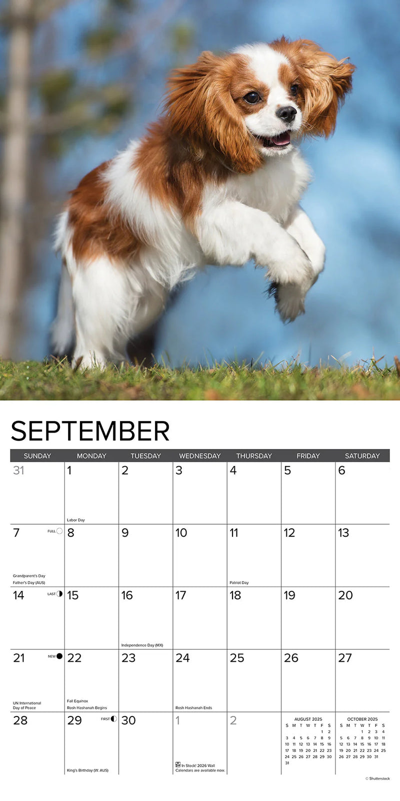 Cavalier King Charles Spaniel Puppies 2025 Wall Calendar