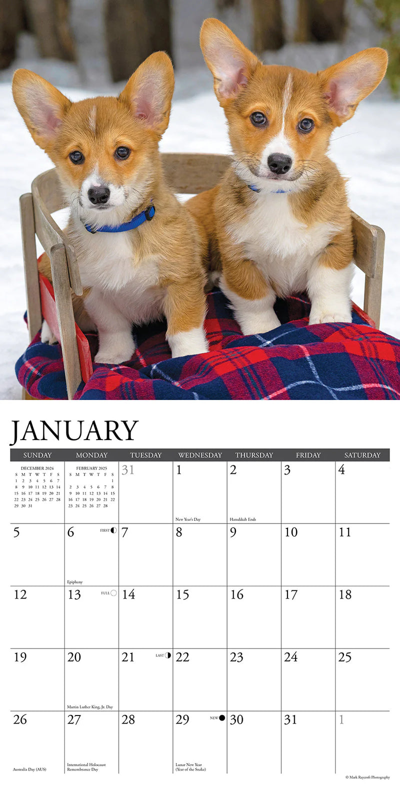 Corgis 2025 Wall Calendar