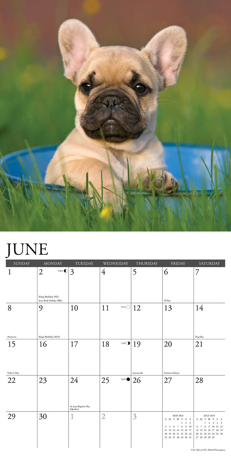 French Bulldog Puppies 2025 Wall Calendar