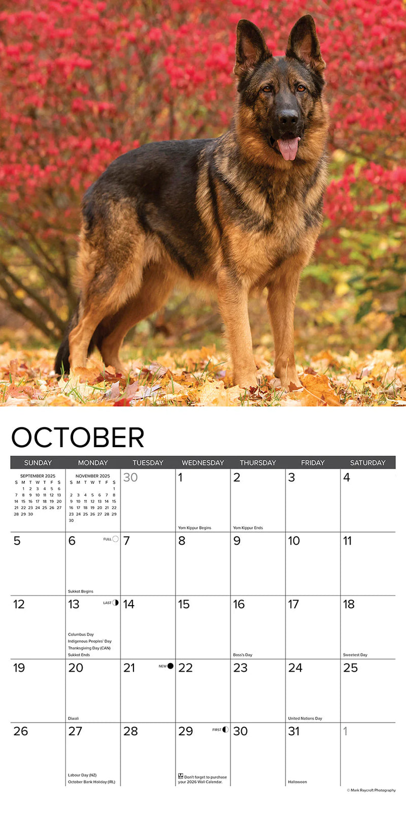 German Shepherds 2025 Wall Calendar