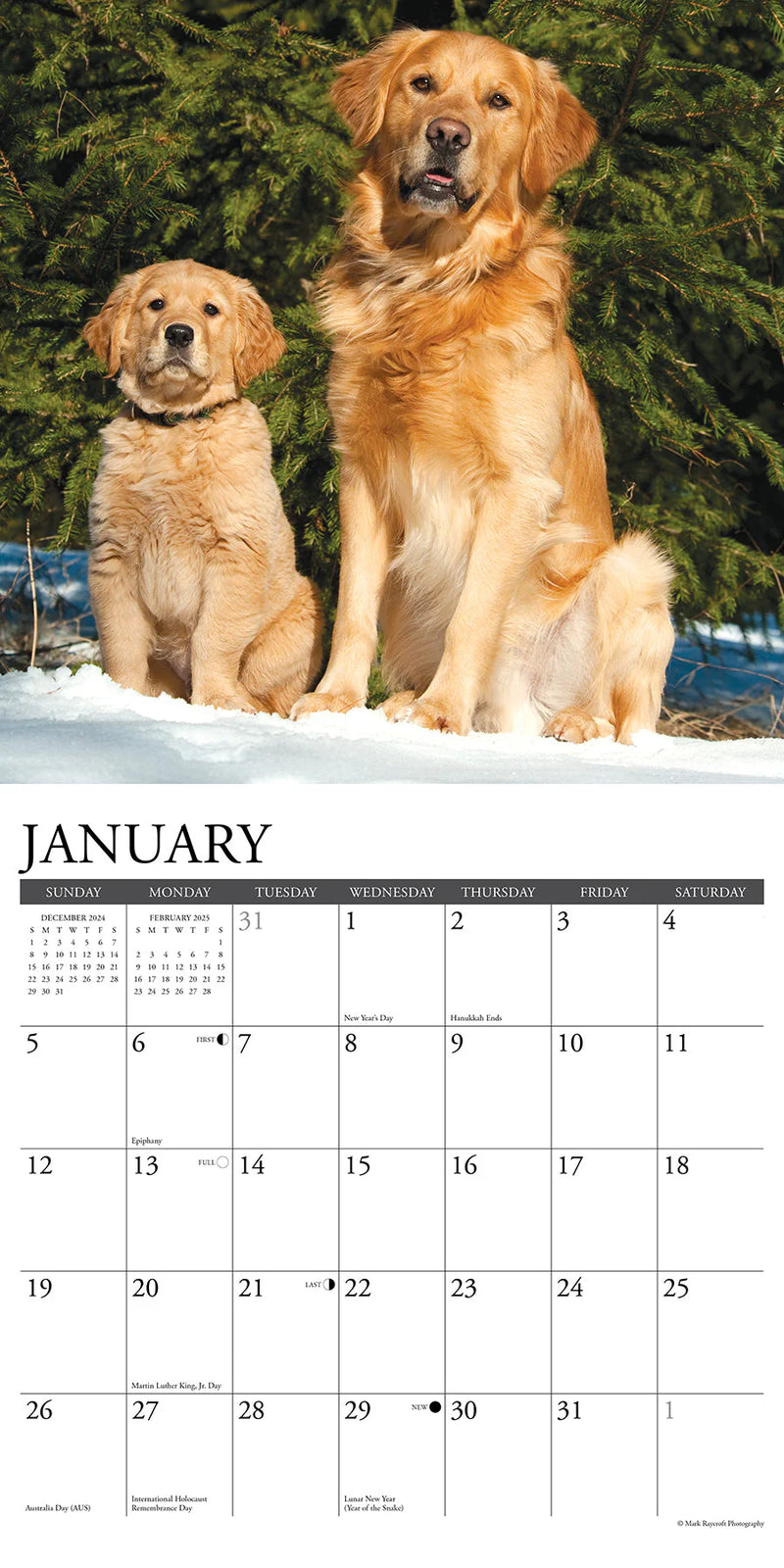 Goldens 2025 Wall Calendar