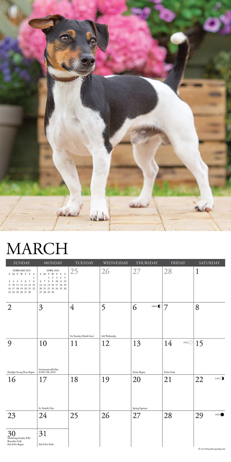 Jack Russells 2025 Wall Calendar