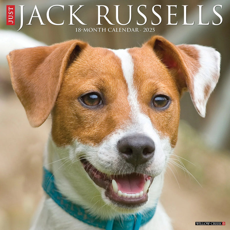 Jack Russells 2025 Wall Calendar