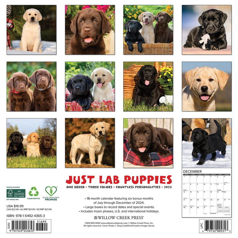 Lab Puppies 2025 Wall Calendar