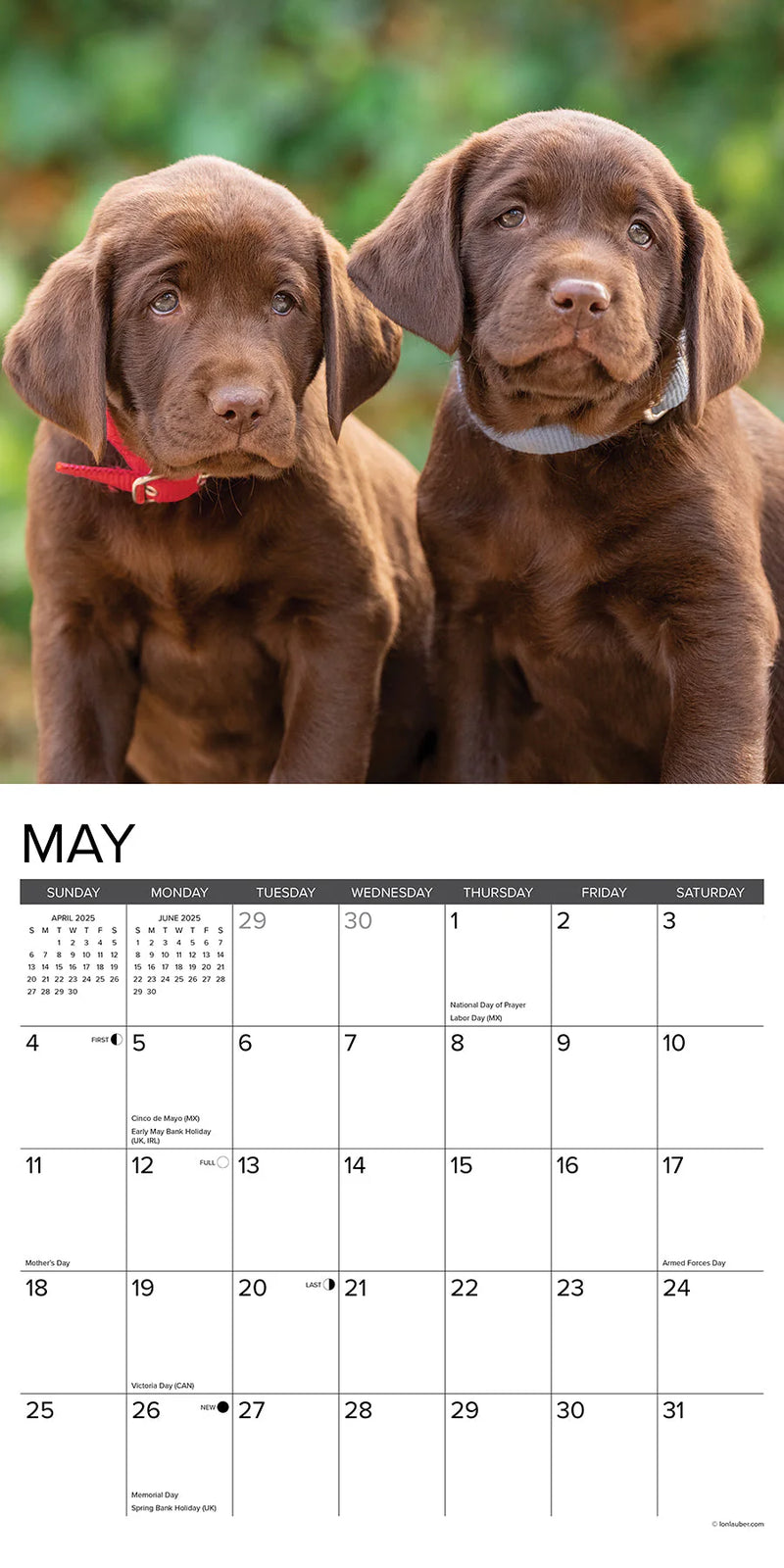 Lab Puppies 2025 Wall Calendar