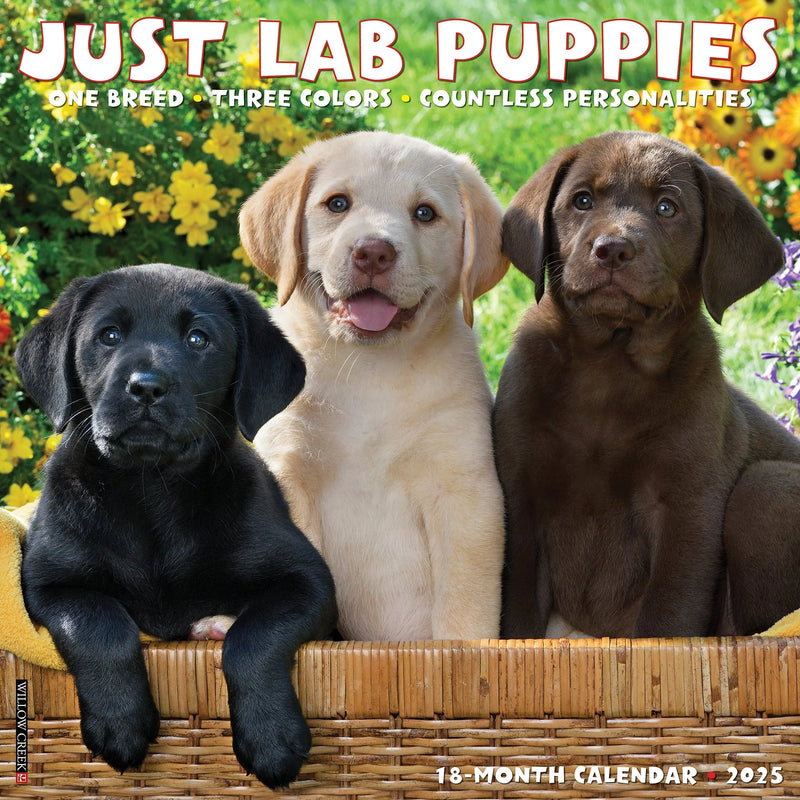 Lab Puppies 2025 Wall Calendar