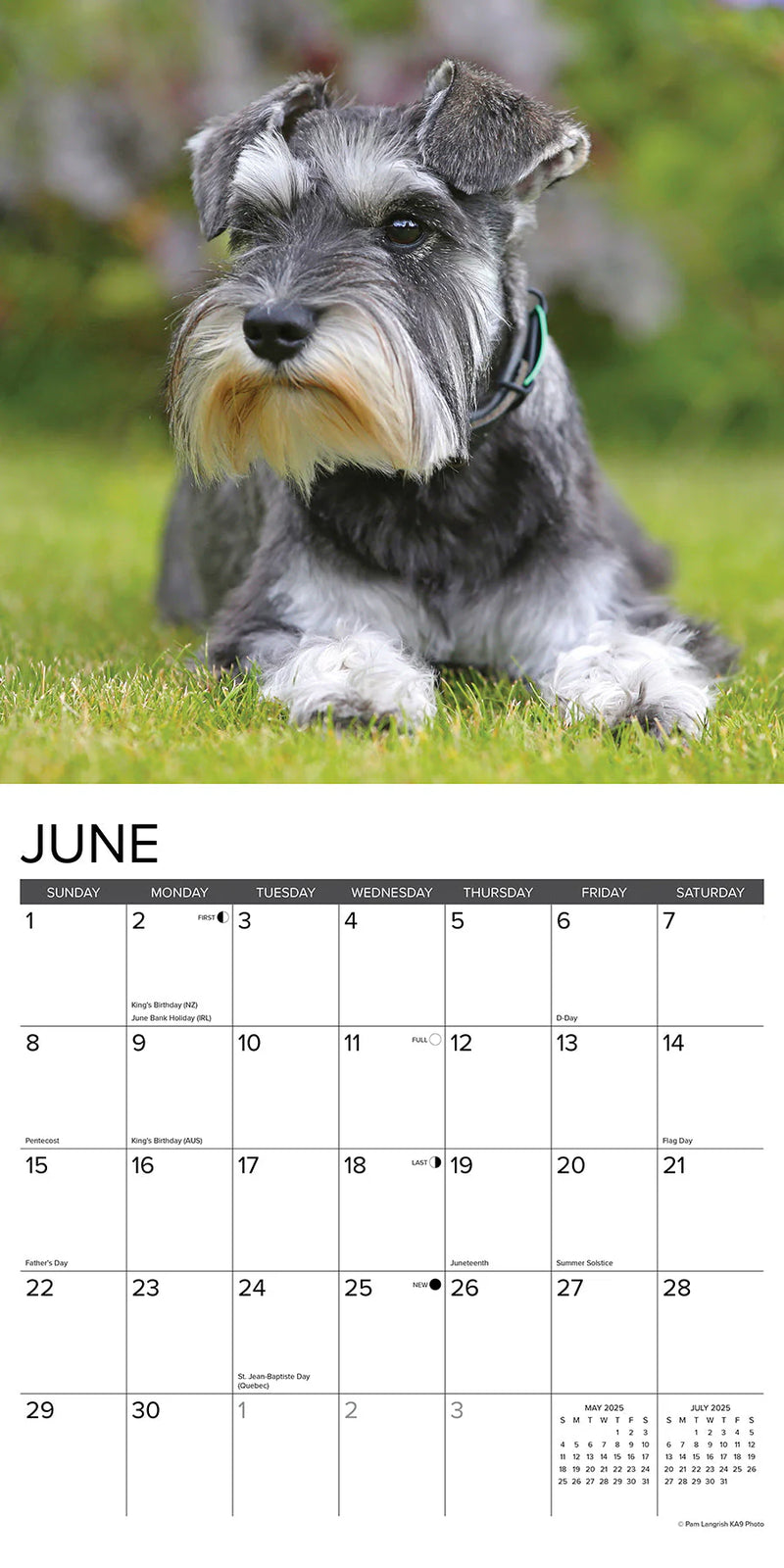 Miniature Schnauzers 2025 Wall Calendar