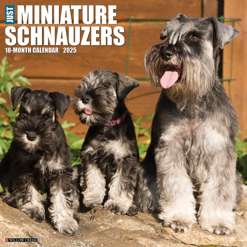 Miniature Schnauzers 2025 Wall Calendar