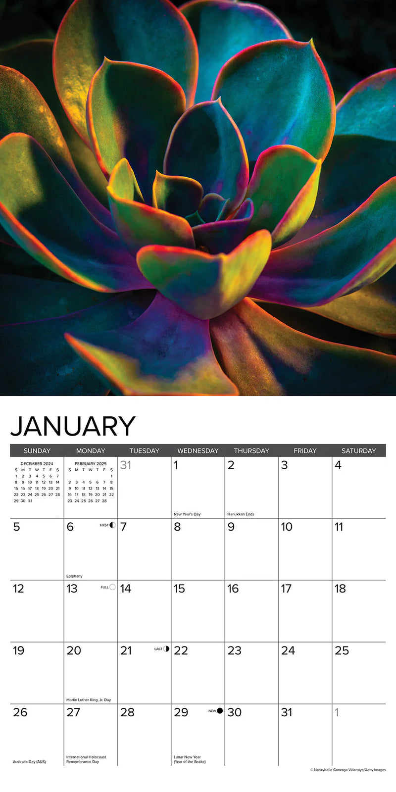 Succulents 2025 Wall Calendar