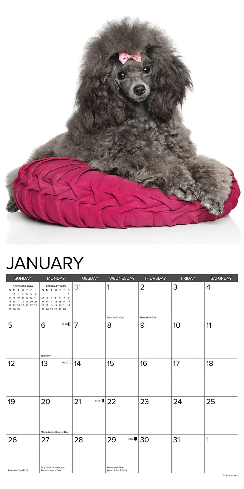 Toy & Miniature Poodles 2025 Wall Calendar