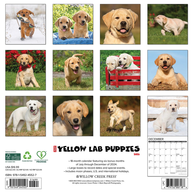 Yellow Lab Puppies 2025 Wall Calendar