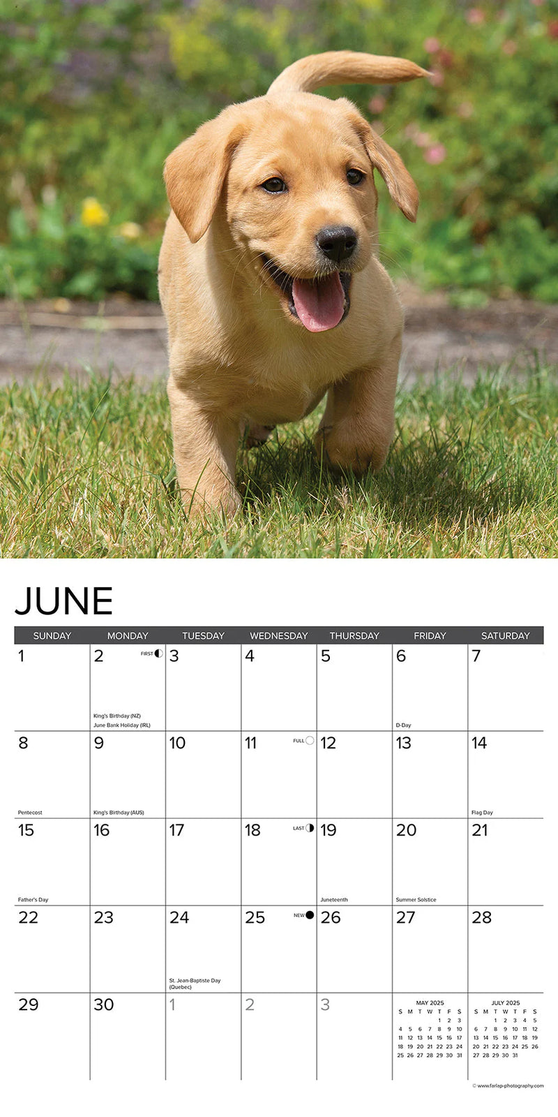 Yellow Lab Puppies 2025 Wall Calendar