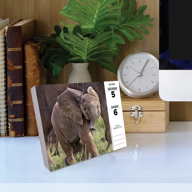 Baby Animals 2025 Box Calendar