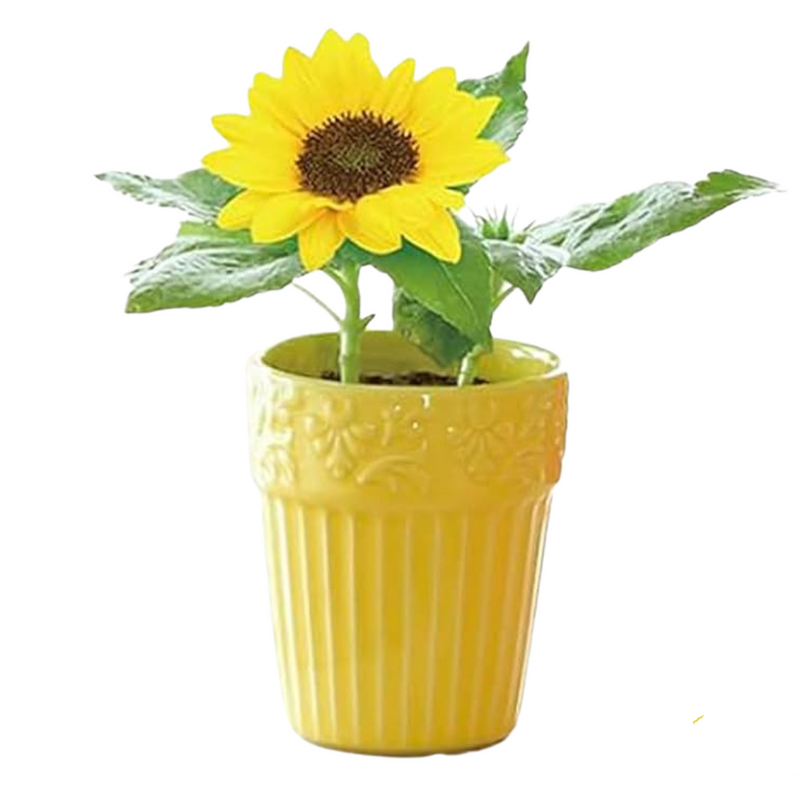 Botanical Pot -  Mini Sunflower