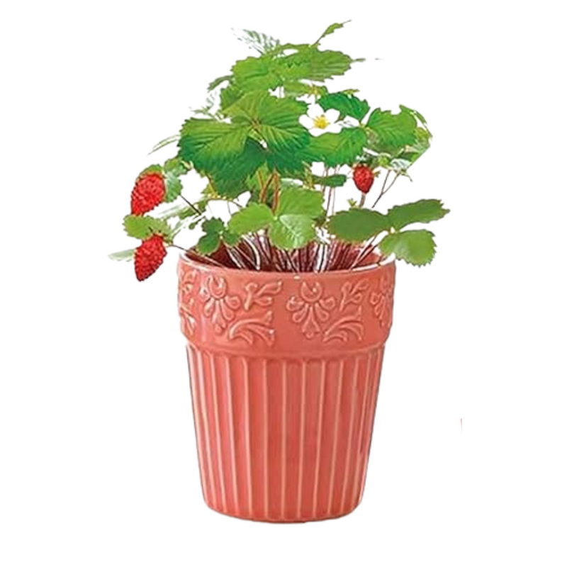 Botanical Pot -  Wild Strawberry