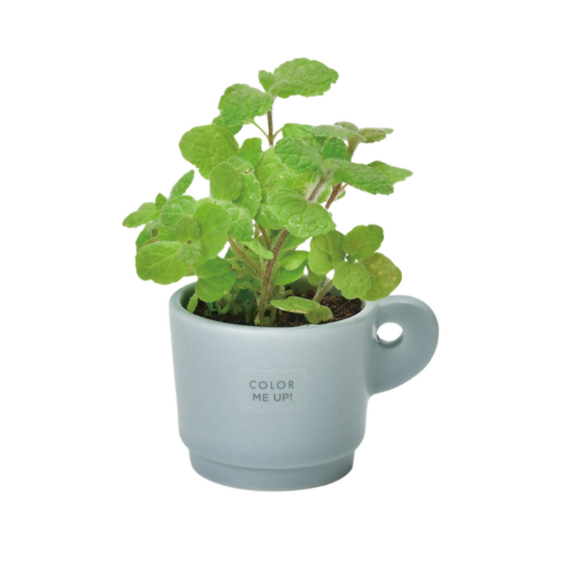 Colour Me Up Mug - Blue - Apple Mint