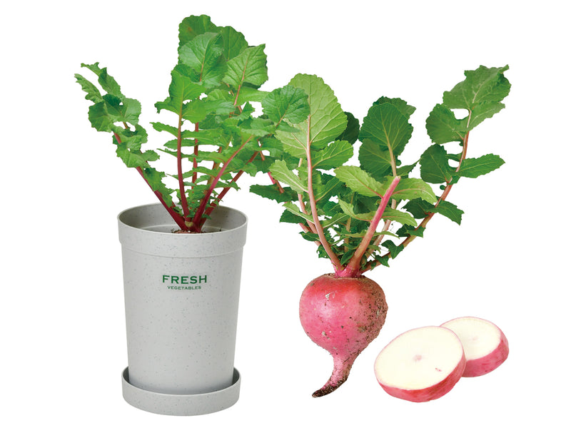 Colourful Mini Radish - Deep Red