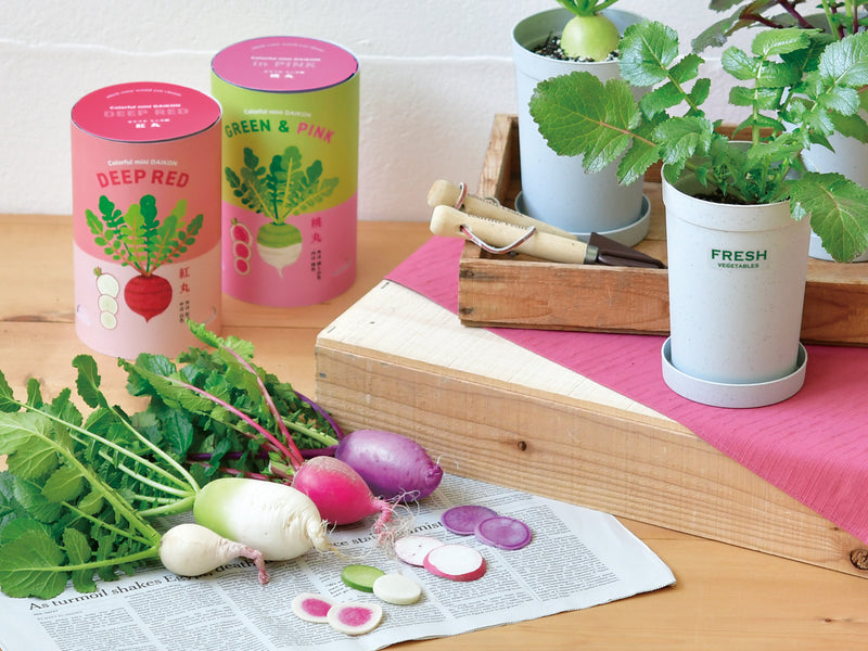 Colourful Mini Radish - Green & Pink