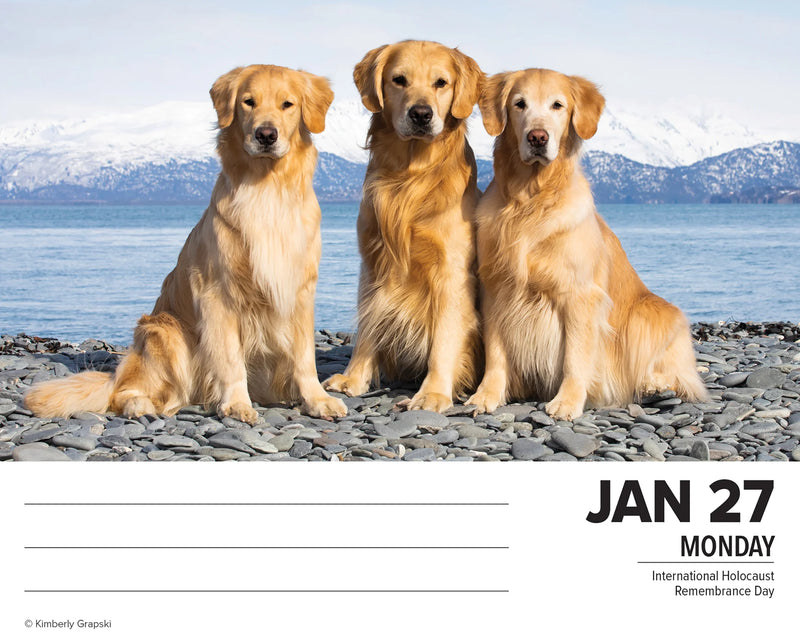 Dogs 2025 Box Calendar