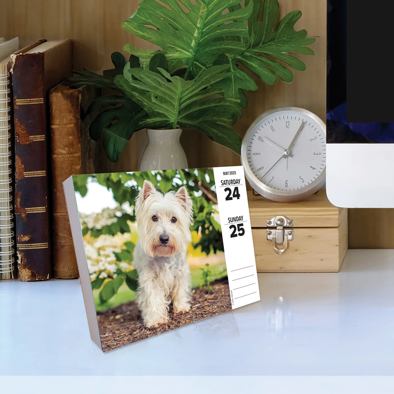 Dogs 2025 Box Calendar