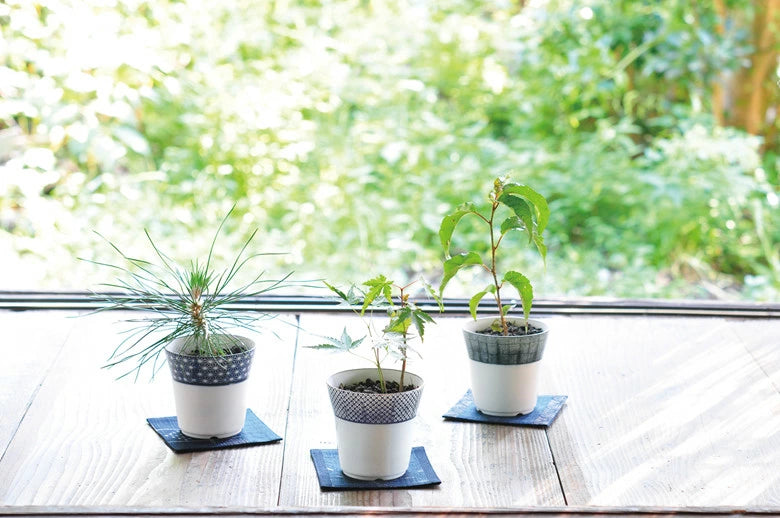 Sometsuke Bonsai Growing Kit - Momiji (Maple)