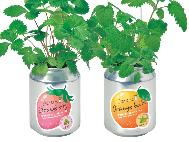 Green Can Growing Kit - Wild Strawberry