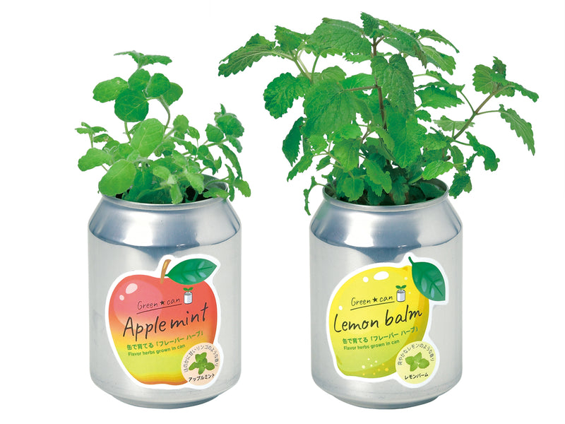 Green Can Growing Kit - Apple Mint