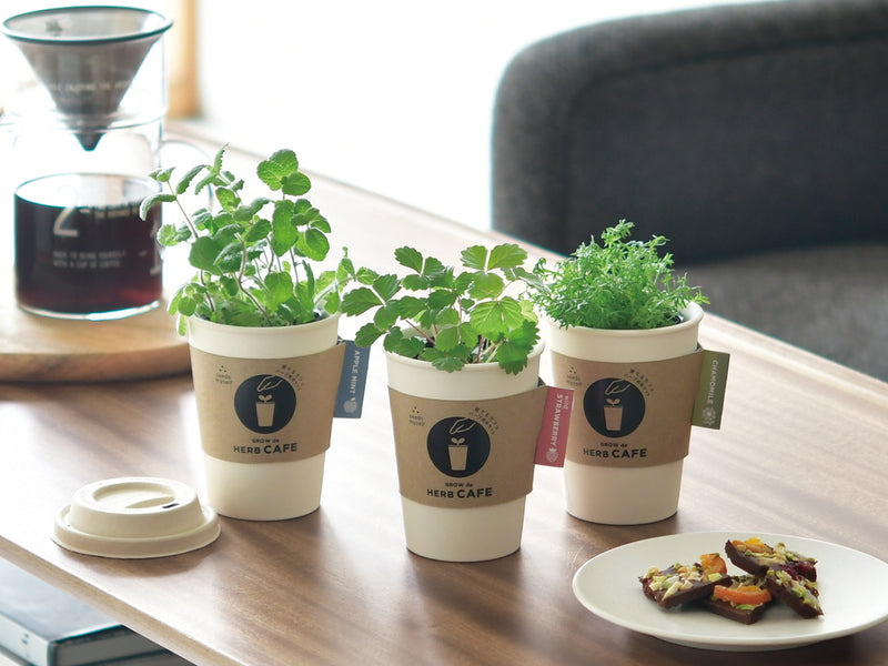 Grow De Herb Cafe - Apple Mint