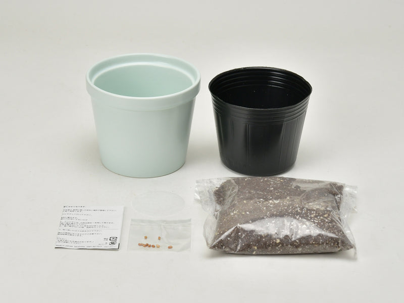 Thanks Garden Growing Kit - Mini Rose