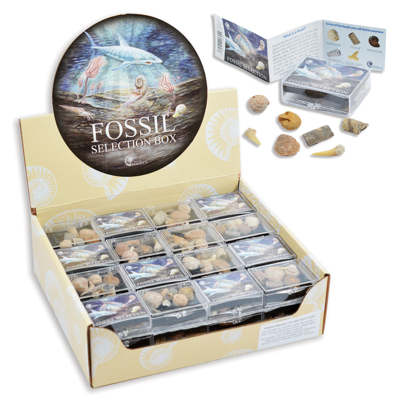 Fossil Selection Hinged Box