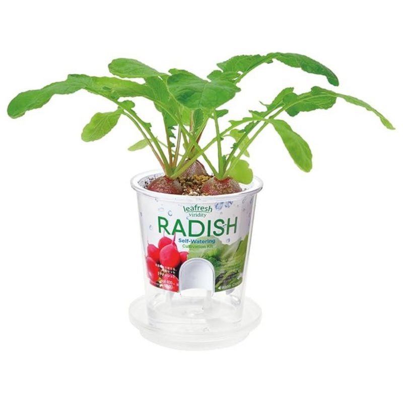 Self Watering Cultivation Kit - Radish