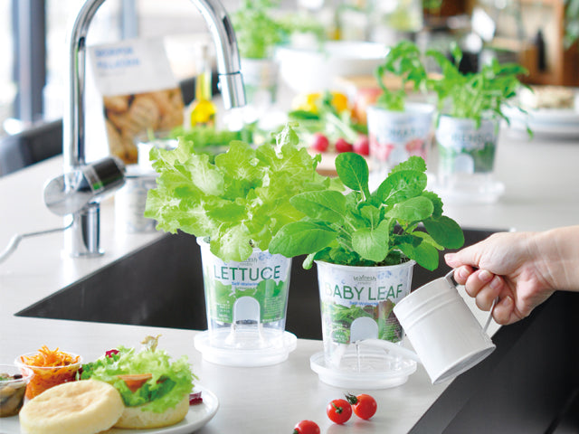 Self Watering Cultivation Kit - Lettuce