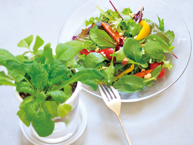 Self Watering Cultivation Kit - Salad Spinach