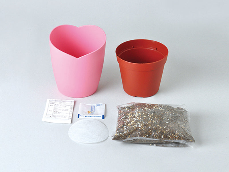 Growing Kit - Single Mini Rose