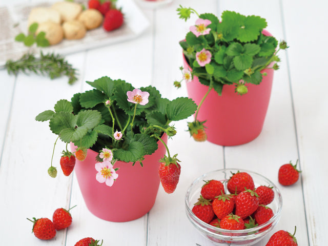 Growing Kit - Strawberry