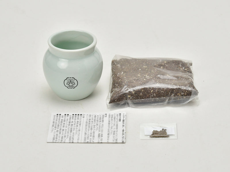 Tsubo Growing Kit - Green Onion