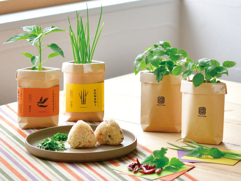 Tsutsumi Growing Kit - Konegi (Small Green Onion)