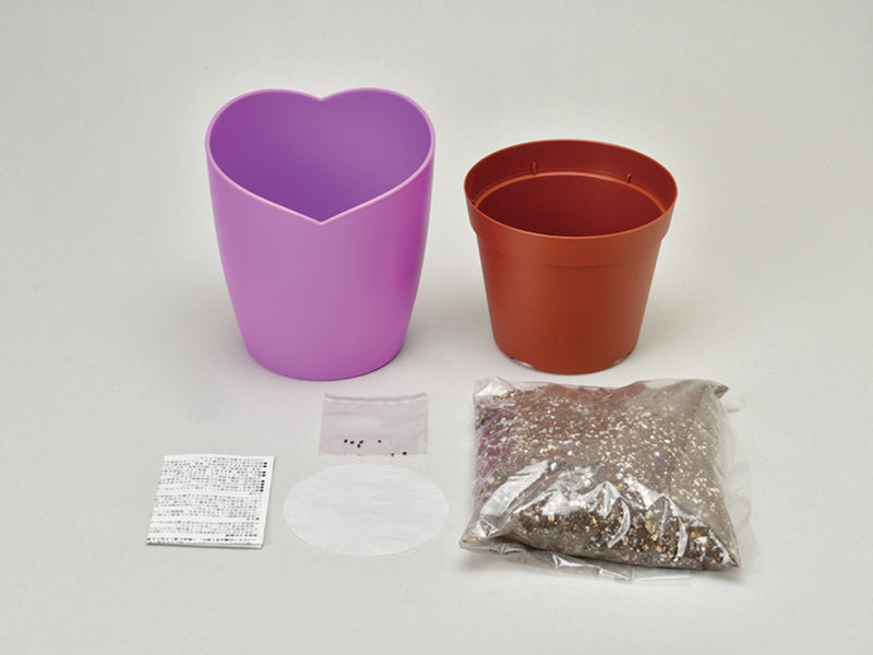 Growing Kit - Bellflower