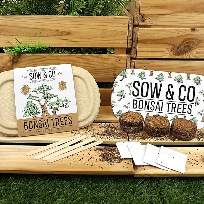 Sow & Co. Plants - Bonsai Trees