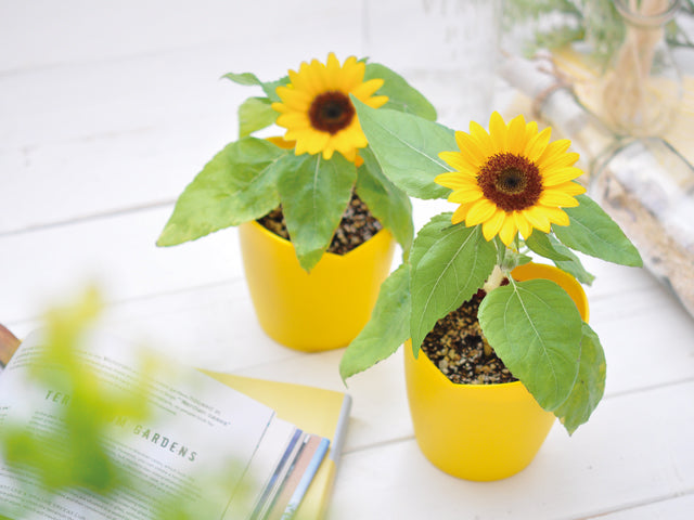 Growing Kit - Sunflower