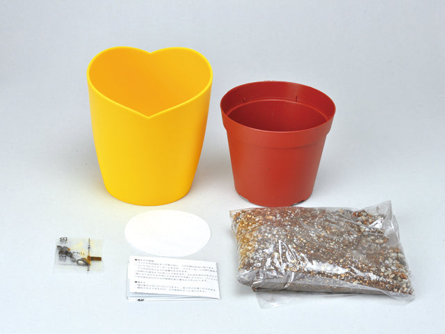 Growing Kit - Sunflower