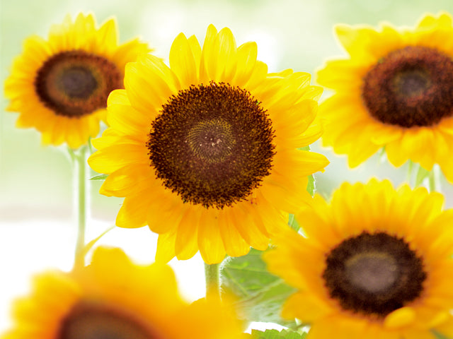 Growing Kit - Sunflower