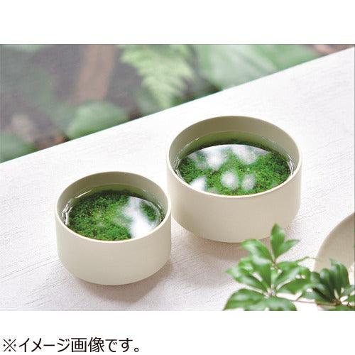 Water Plants with Ceramic Pot - Small